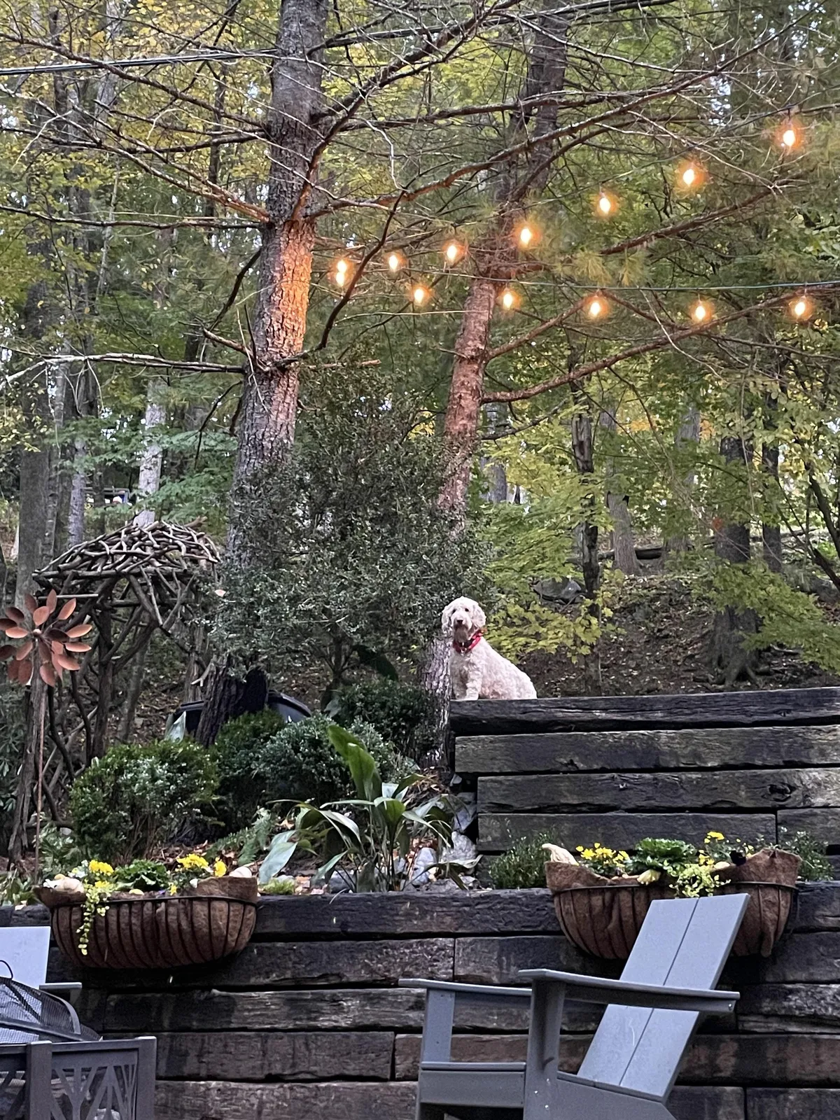 A cozy outdoor space with a dog wearing a red collar, string lights overhead, flower pots, and decorative outdoor sculpture. The scene is set at dusk, offering a welcoming atmosphere for both people and pets.